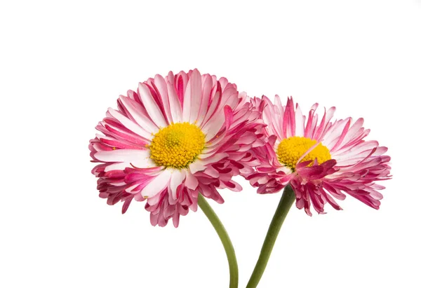 Daisy flower isolated — Stock Photo, Image