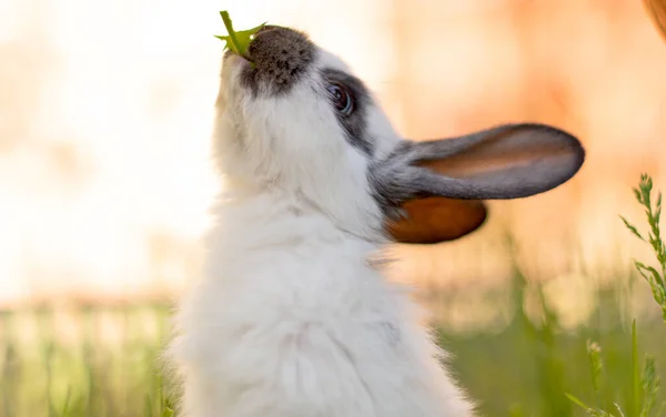 Conejo en la naturaleza de primavera en la hierba —  Fotos de Stock