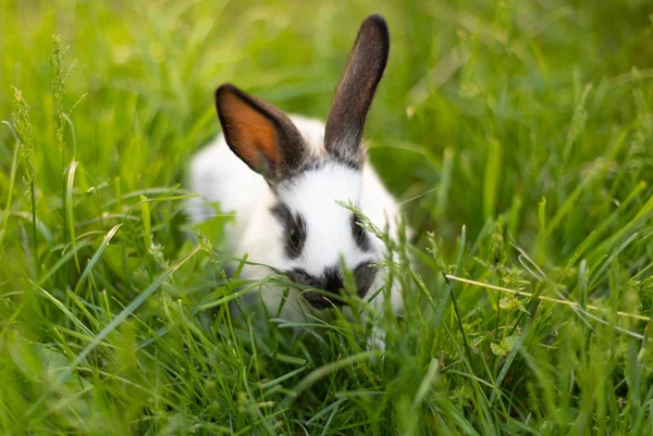Coniglio sulla natura primaverile nell'erba — Foto Stock