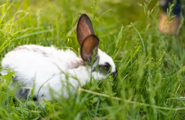 Kaninchen auf Frühlingsnatur im Gras — Stockfoto