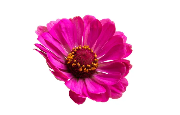 Růžový květ cínie, samostatný — Stock fotografie