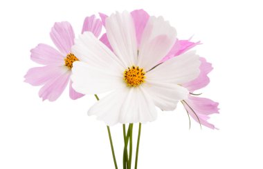 Kozmea çiçekleri izole edilmiş. 