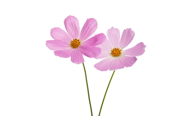 Cosmea flowers Isolated — Stock Photo, Image