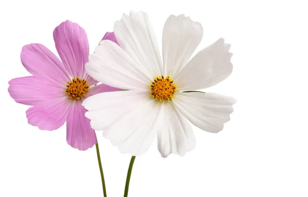 Flores cosmea Isolado — Fotografia de Stock