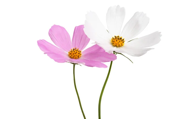 Cosmea flowers Isolated — Stock Photo, Image