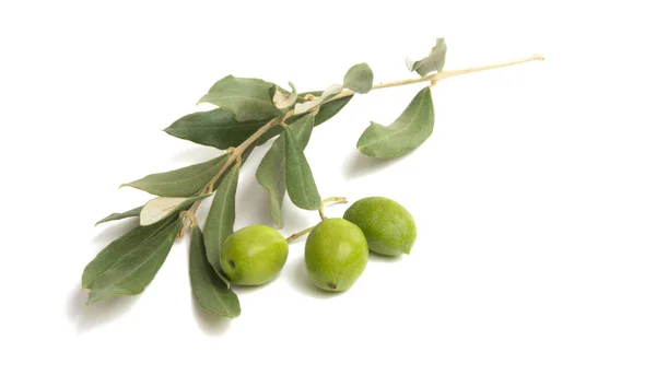 Zweig mit Oliven isoliert — Stockfoto