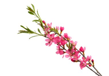 Badem çiçekli dal beyaz arkaplanda izole
