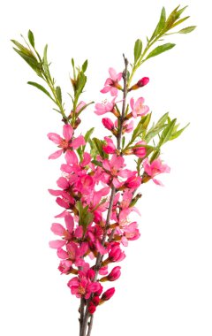 Badem çiçekli dal beyaz arkaplanda izole