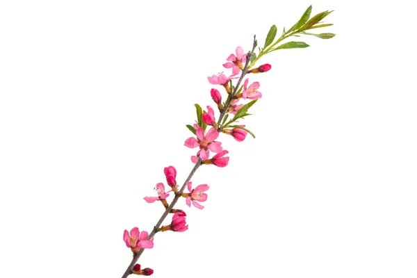 Větev Mandlovými Květy Izolované Bílém Pozadí — Stock fotografie