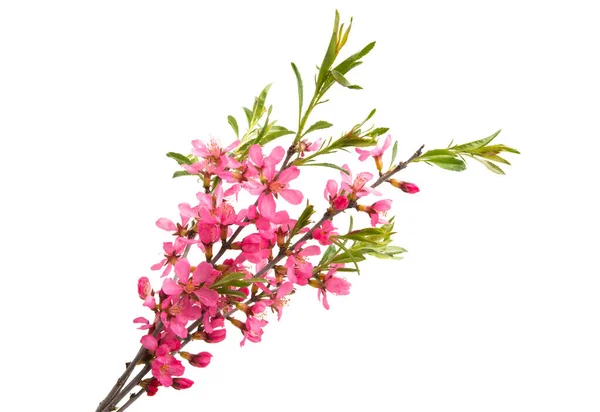 Zweig Mit Mandelblüten Isoliert Auf Weißem Hintergrund — Stockfoto