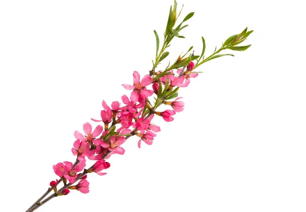 Gren Med Mandel Blommor Isolerad Vit Bakgrund — Stockfoto