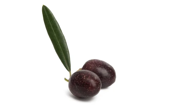 Black Olives Leaf Isolated White Background — Stock Photo, Image