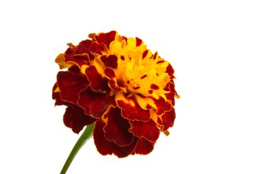 Kadife çiçekleri beyaz arkaplanda izole edilmiş