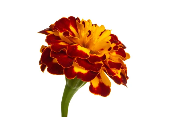 Marigolds Isolerad Vit Bakgrund — Stockfoto