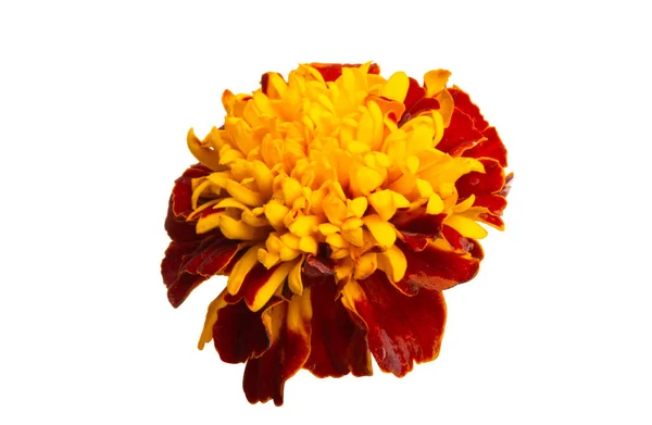 Marigolds Isolerad Vit Bakgrund — Stockfoto