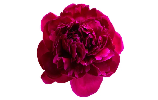 Flor Peonía Roja Oscura Aislada Sobre Fondo Blanco — Foto de Stock