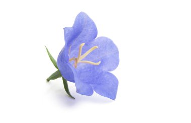 Beyaz arka plan üzerinde izole bluebell çiçek