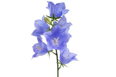 Beyaz arka plan üzerinde izole bluebell çiçek