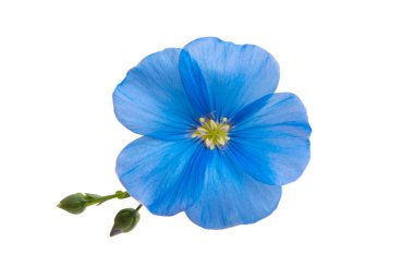 Beyaz arka plan üzerinde izole keten çiçek