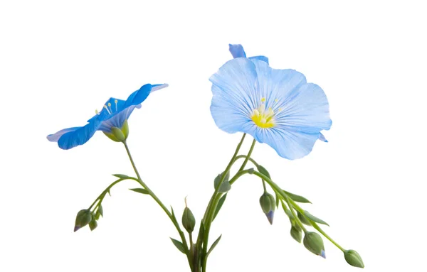 Len Květina Izolovaných Bílém Pozadí — Stock fotografie