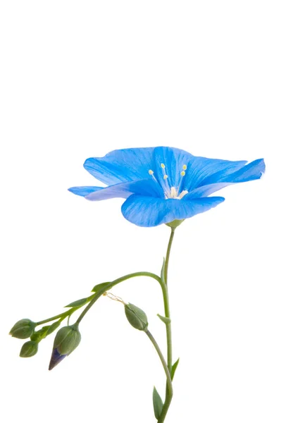 Fleur Lin Isolée Sur Fond Blanc — Photo