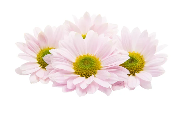 Pink Chrysanthemum Isolated White Background — Stock Photo, Image