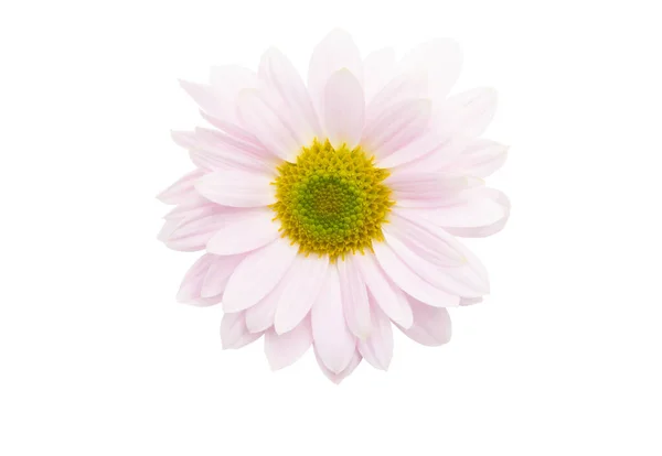 Pink Chrysanthemum Isolated White Background — Stock Photo, Image