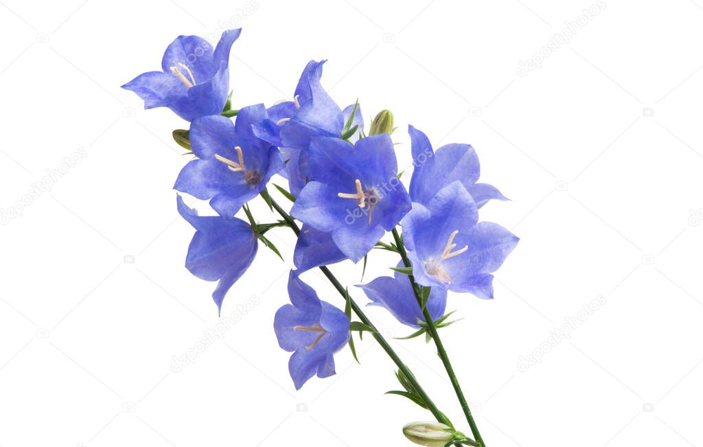 bluebell flower isolated on white background