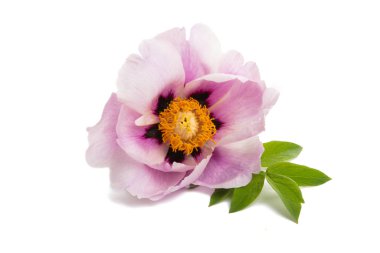 beyaz arkaplanda yalıtılmış şakayık çiçeği