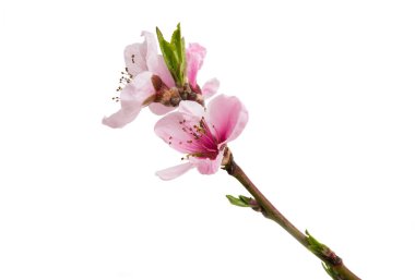 Beyaz arkaplanda izole edilmiş sakura çiçekleri