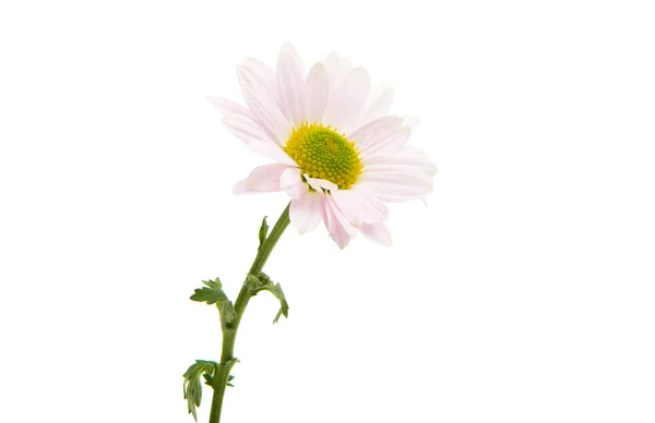 白を基調としたピンク菊 — ストック写真