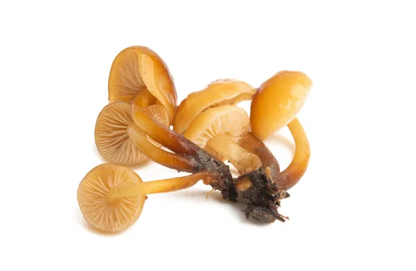Honey Mushrooms Isolated White Background — Stock Photo, Image