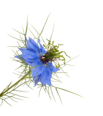 Nigella flower isolated on white background clipart