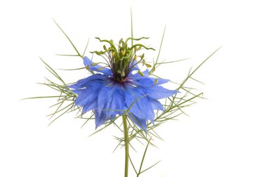 Nigella çiçeği beyaz arkaplanda izole edilmiş