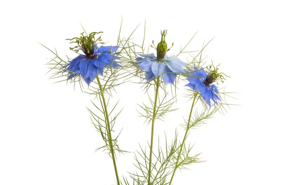 Nigella Fiore Isolato Sfondo Bianco — Foto Stock