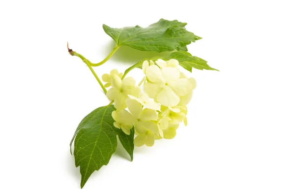 Hydrangea Flower Isolated White Background — Stock Photo, Image