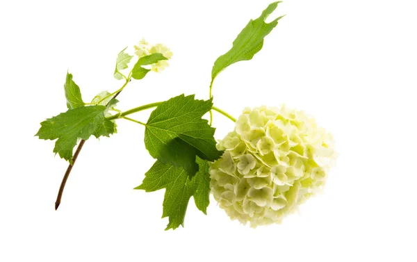 Квітка Гортензії Ізольована Білому Тлі — стокове фото