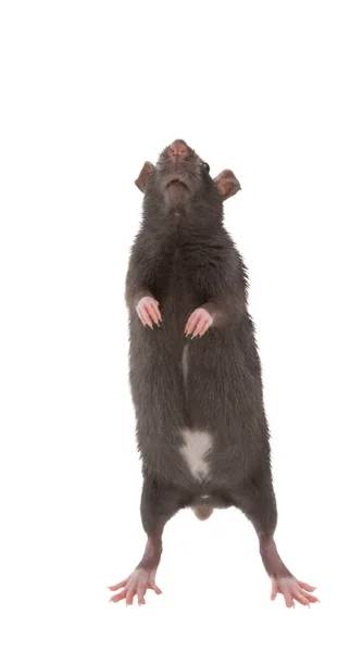 Ratto Grigio Isolato Sfondo Bianco — Foto Stock