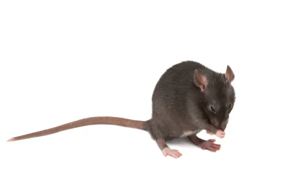 Gray Rat Isolated White Background — Stock Photo, Image