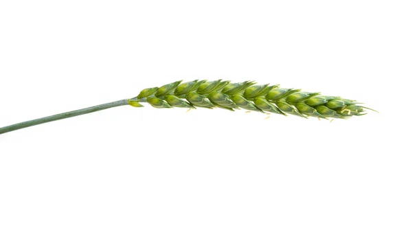Зеленый Пшеничный Ухо Изолированы Белом Фоне — стоковое фото