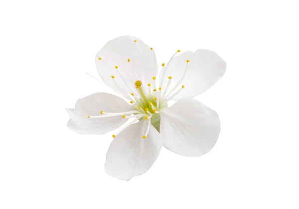 Cherry Flowers Isolated White Background — Stock Photo, Image