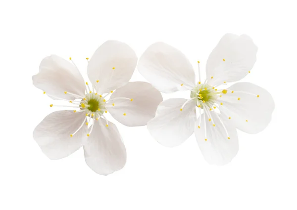 Вишневі Квіти Ізольовані Білому Тлі — стокове фото