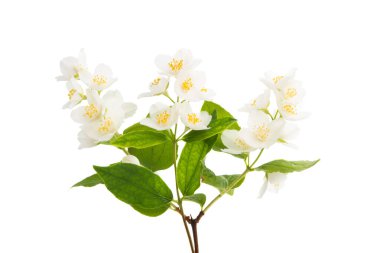 Yasemin çiçekleri beyaz arka planda izole