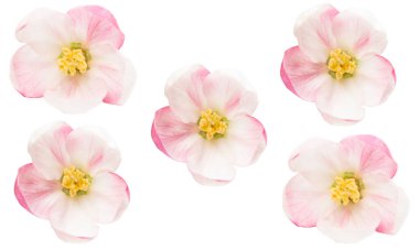 Elma ağacı çiçekleri beyaz arkaplanda izole