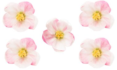 Elma ağacı çiçekleri beyaz arkaplanda izole