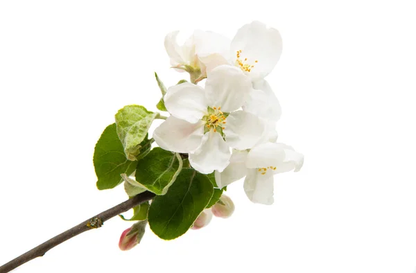 Appelboom Bloemen Geïsoleerd Witte Achtergrond — Stockfoto