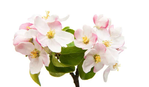 Apfelbaumblüten Isoliert Auf Weißem Hintergrund — Stockfoto