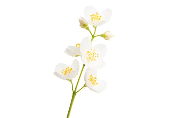 Yasemin Çiçekleri Beyaz Arka Planda Izole — Stok fotoğraf