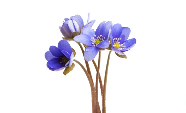 Hepatica Nobilis Isolated White Background — Stock Photo, Image