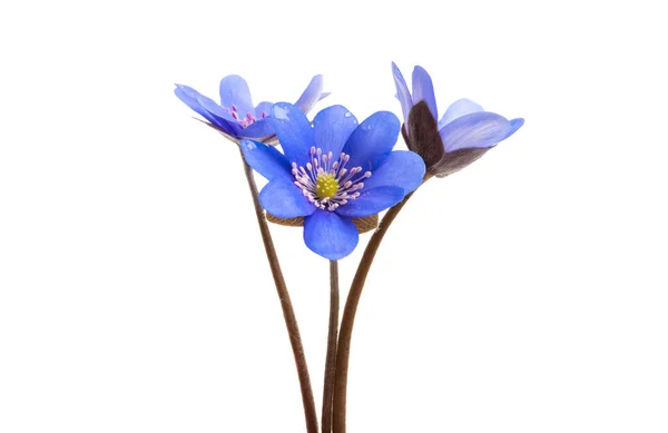 Hepatica Nobilis Isolated White Background — Stock Photo, Image